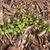 Stellaria media