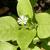Stellaria media