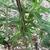 Stem Closeup - Aug. 2022 - Cabarrus Co., NC