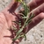 Stem, leaves and flower buds in September in Chaves County, NM