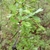 Stem, leaves and thorns in April in Arkansas