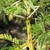 Stem and spines in October in Hawaii County, Hawaii
