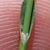Stem in April in Languedoc-Roussillon, France