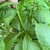 Stem