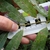 Stem in August in Cheshire County, New Hampshire
