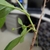 Stem in June in Buncombe County, North Carolina