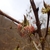 Stem & Leaf buds in April in Nikko, Japan
