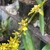 Stem with long leaves & yellow flowers. October. Loja, Ecuador