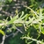 Stem with leaves & spines in October. Maricopa County, Arizona
