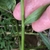 Stem & Leaf Detail - September - Huntersville, NC