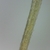Stem close-up in June in Cuyahoga County, Ohio