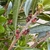 Stem and flowers in July in Humboldt County, California