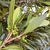 Stem, leaves and fruit in Del Norde County, California