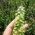 Flower stalk