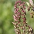 Stenanthium densum