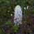 Stenanthium densum