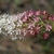 Stenanthium densum