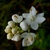 Stenanthium densum