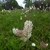 Stenanthium densum