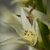 Stenanthium gramineum