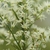 Stenanthium gramineum