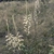 Stenanthium gramineum