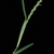 Stem (Guilford County, NC)-Mid Summer