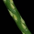 Flower spike (Guilford County, NC)-Mid Summer