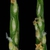Spike with flowers (Guilford County, NC)-Mid Summer