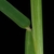 Stem, leaf sheath and collar (Guilford County, NC)-Mid Summer