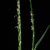 Flower spike (Guilford County, NC)-Mid Summer
