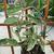 Stephanotis floribunda
