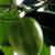 Stephanotis floribunda