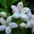 Stephanotis floribunda