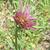 Tragopogon porrifolius