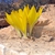 Sternbergia