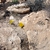 Sternbergia