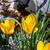 Sternbergia