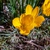 Sternbergia