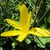Sternbergia lutea