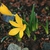 Sternbergia