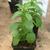 Young plant