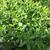 Stevia rebaudiana