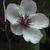 Stewartia malacodendron