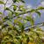 Stewartia monadelpha
