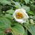 Stewartia ovata