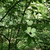 Stewartia malacodendron
