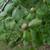 Stewartia malacodendron