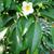 Stewartia monadelpha