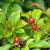 Stewartia rostrata